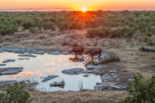 Two black rhinos, Diceros bicornis, at a waterhole with the sun setting behind them