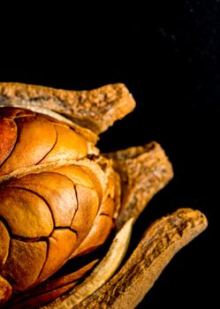 Pods and seeds of Honduras Mahogany on black background