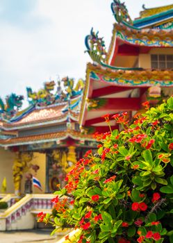 Crown of Thorns is Sacred plant in Chinese religious venues have many small red flower