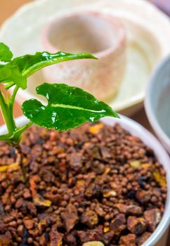 Syngonium wendlandii growing in the small ceramic pot, houseplant for room decoration