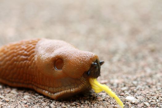 Red slug (Arion Rufus) eating petal