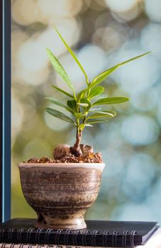 Alexandria laurel growing in the small ceramic pot, houseplant for room decoration