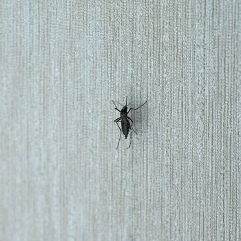 Tiger mosquito (midge fly of family Culicidae) insect animal on a wall indoor