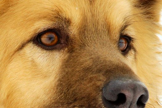 The cognac-colored eye of the dog. Close-up nose, wool.