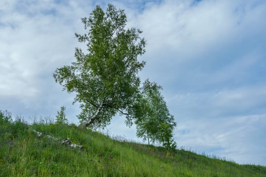 birch on a hill bending in the wind with green branches against a blue sky with clouds