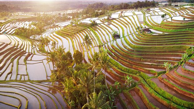 Aerial view of Bali Rice Terraces. The beautiful and dramatic rice fields of Jatiluwih in southeast Bali have been designated the prestigious UNESCO world heritage site.