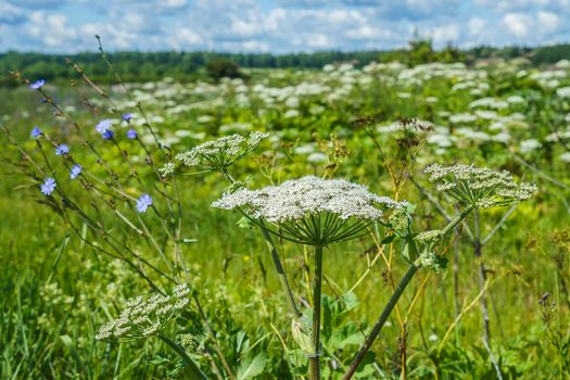 hogweed in a field on a sunny summer day one large inflorescence, the rest on the background, selective focus