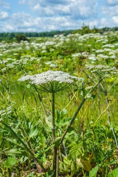 hogweed in a field on a sunny summer day one large inflorescence, the rest on the background, selective focus