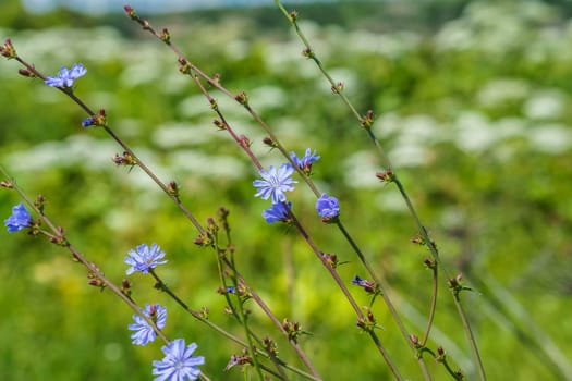 cornflower in the meadow on the background of green grass and flowers, selective focus