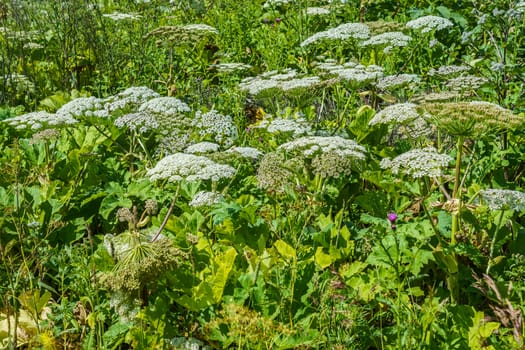 hogweed in a field on a sunny summer day, several inflorescences in the grass thickets