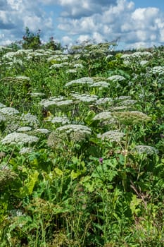 hogweed in a field on a sunny summer day, several inflorescences in the grass thickets