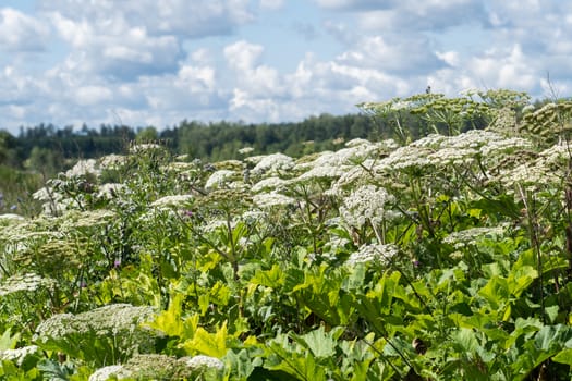 hogweed in a field on a sunny summer day, several inflorescences in the grass thickets