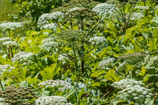 hogweed in a field on a sunny summer day, several inflorescences in the grass thickets