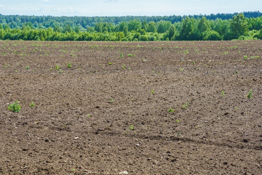 field of plowed land, on the horizon you can see a forest on a sunny day