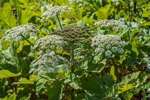 hogweed in a field on a sunny summer day, several inflorescences in the grass thickets