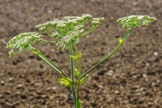 hogweed in a field on a sunny summer day, one plant against the background of a plowed land