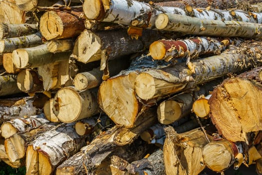 hardwood tree stack prepared for processing, side view