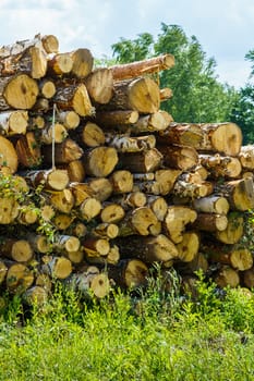 hardwood tree trunks stacked on green grass