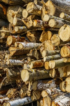 hardwood tree stack prepared for processing, side view