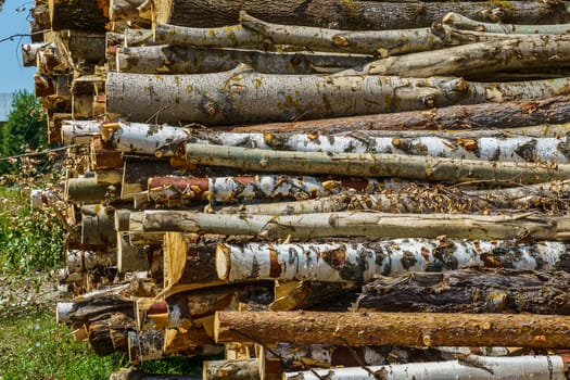 hardwood tree trunks stacked on green grass