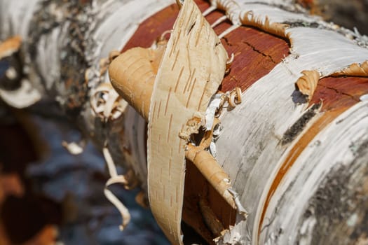 birch log with white bark, close-up