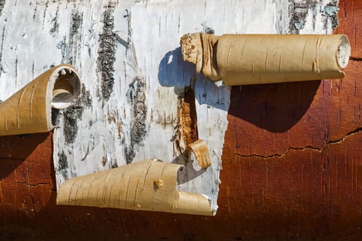 birch log with white bark, close-up