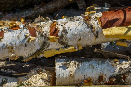 birch logs with white bark, close-up
