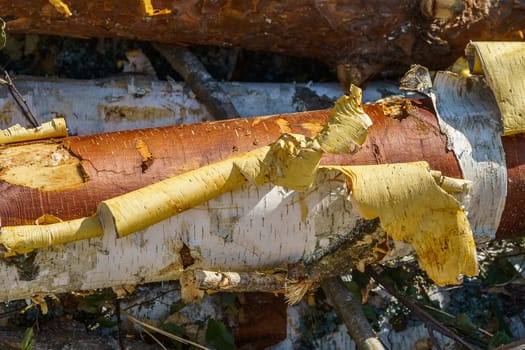 birch log with white bark, close-up