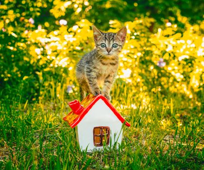 tabby kitten in the green grass standing on to the toy house with red roof