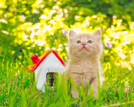 gingerly red kitten in the green grass next to the toy house with red roof