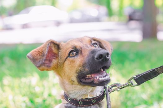 Outbred puppy in a collar on a leash walks on the street in the summer at sunny day and looks up