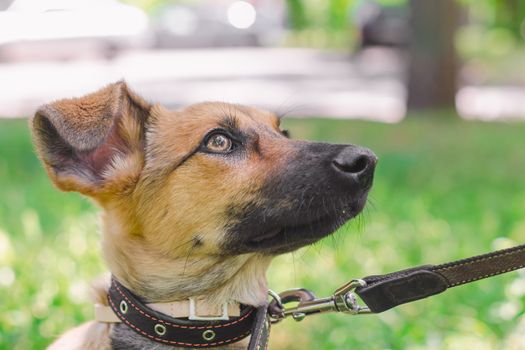 Outbred puppy in a collar on a leash walks on the street in the summer at sunny day and looks up