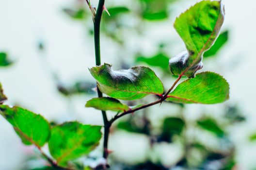 Stem and leaves of a red rose