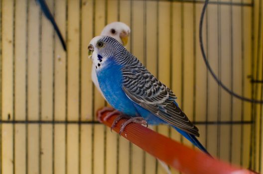 Pink and white australian budgie with yellow beak