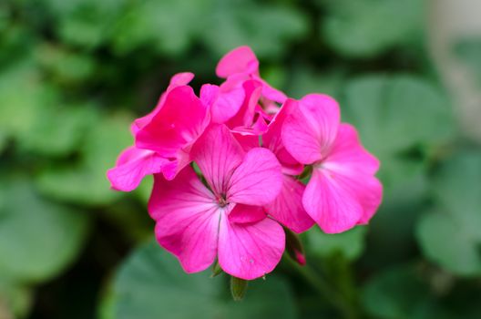 Leafy pink geranium flower in the garden