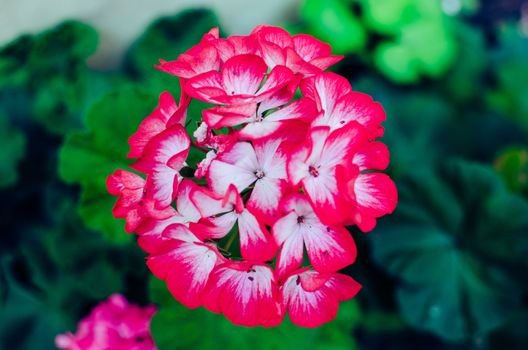 Leafy red geranium flower