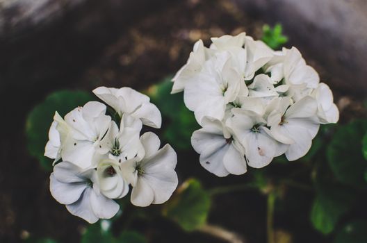 Leafy white geranium flower