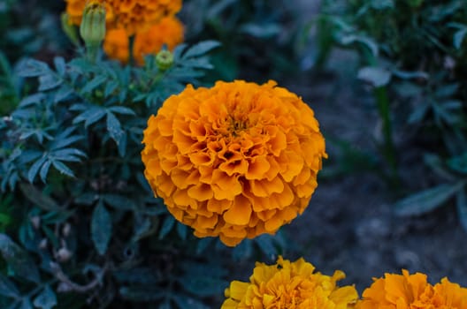 Tagetes or cempas chil is a genus of annual or perennial herbaceous plants in the daisy family Asteraceae . They are native to Mexico and distributed throughout the Americas.