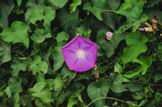 Blue flower in the middle of green leaves