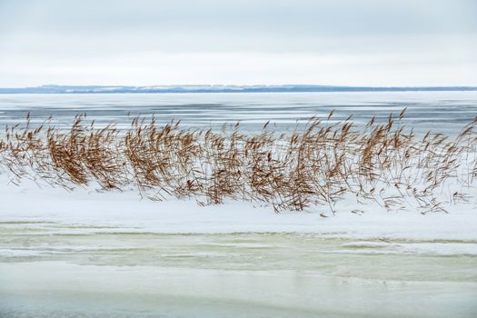 Snow fell on the dry yellow grass by the river. Beautiful winter landscape. Bank of the river after the first snowfall. Dry grass in the snow near the pond.