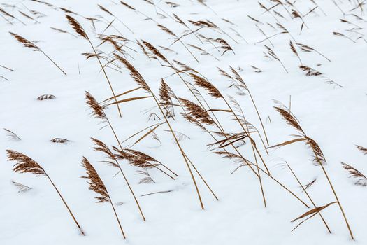 dry grass in the dunes covered by snow