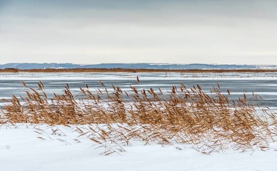 Snow fell on the dry yellow grass by the river. Beautiful winter landscape. Bank of the river after the first snowfall. Dry grass in the snow near the pond.