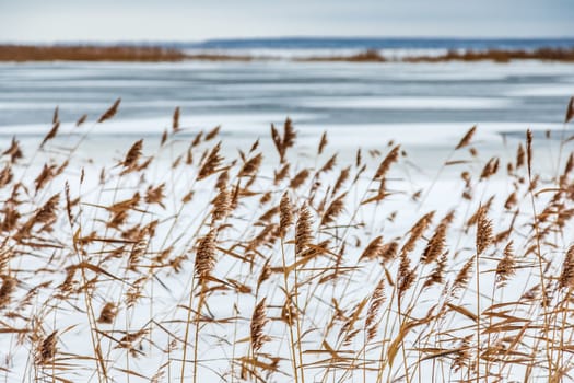 Snow fell on the dry yellow grass by the river. Beautiful winter landscape. Bank of the river after the first snowfall. Dry grass in the snow near the pond.