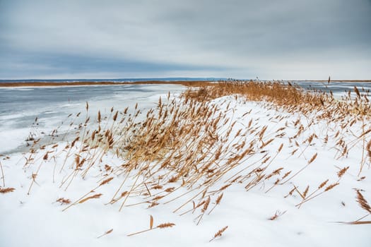 Snow fell on the dry yellow grass by the river. Beautiful winter landscape. Bank of the river after the first snowfall. Dry grass in the snow near the pond.