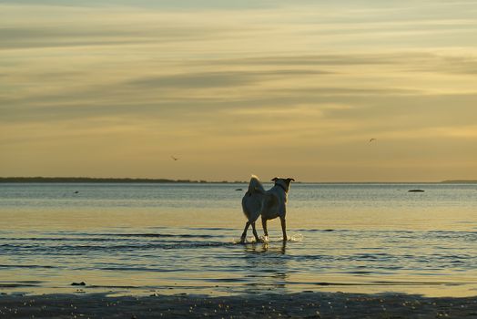 dog walks in the baltic sea at sunset. beautiful summer sunset at sea