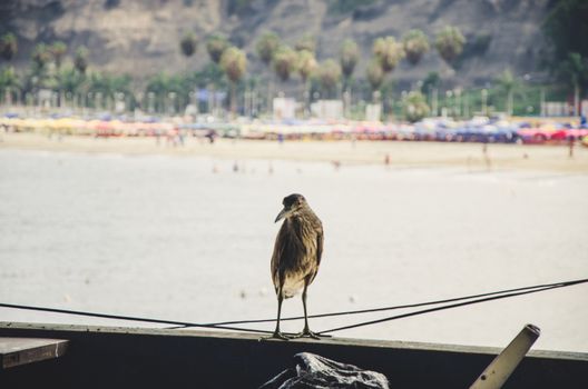 Seagull perched on the window of a market, in the background a beach