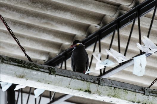 Seagull standing on a piece of metal