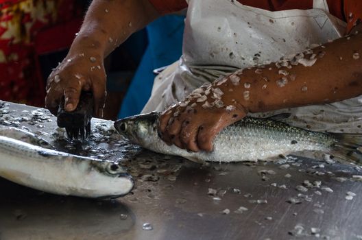 Preparing the fish, removing the scales from the fish so that it can be sold in the market