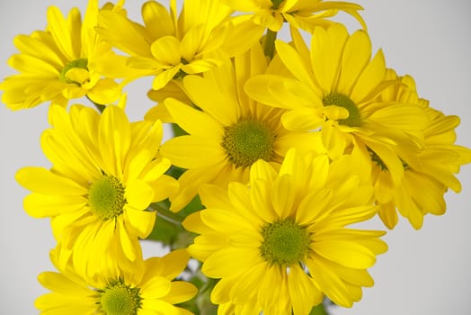 Beautiful fresh yellow chrysanthemum, close-up shot, yellow daisies flowers