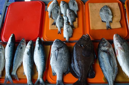 Variety of fish on the beach fishermen in Chorrillos, Lima - Peru